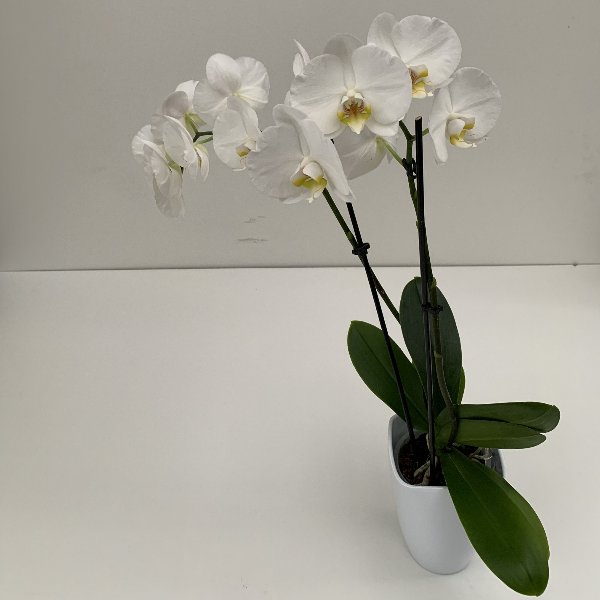 Orchidee 2 Blütentriebe Bild 2