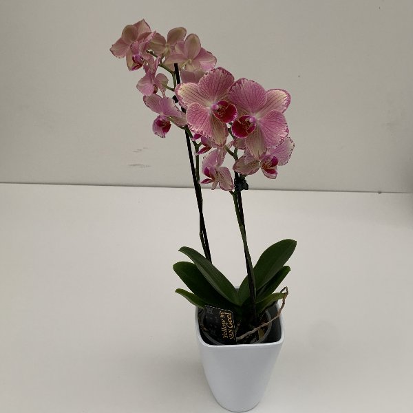 Orchidee 2 Blütentriebe Bild 3