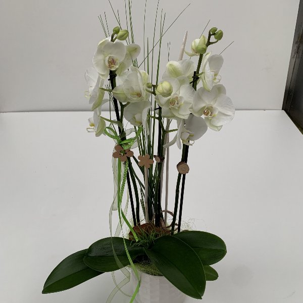 Orchidee,mehrtriebig, ausgeschmückt, im Keramiktopf Bild 2