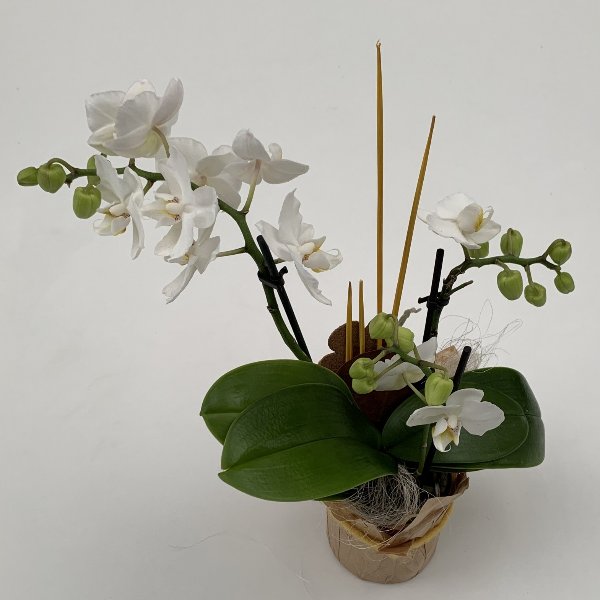 Orchidee, ausgeschmückt, im Manschettentopf Bild 1