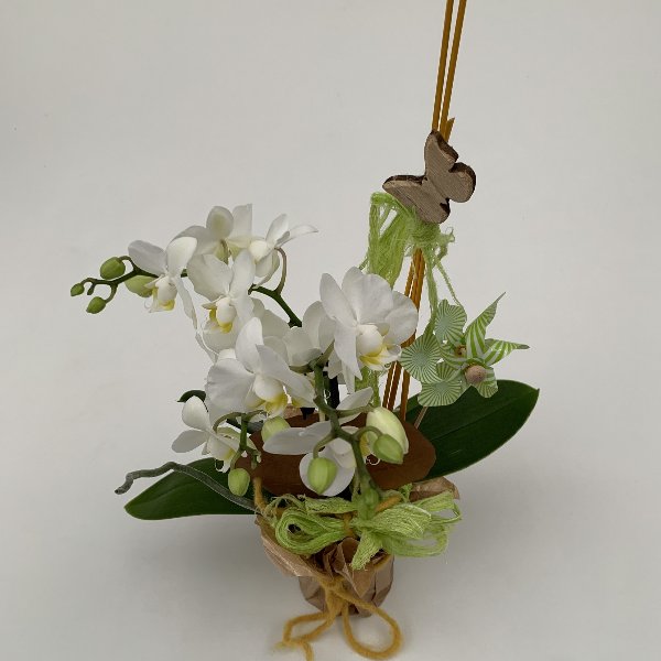 Orchidee, ausgeschmückt, im Manschettentopf Bild 2