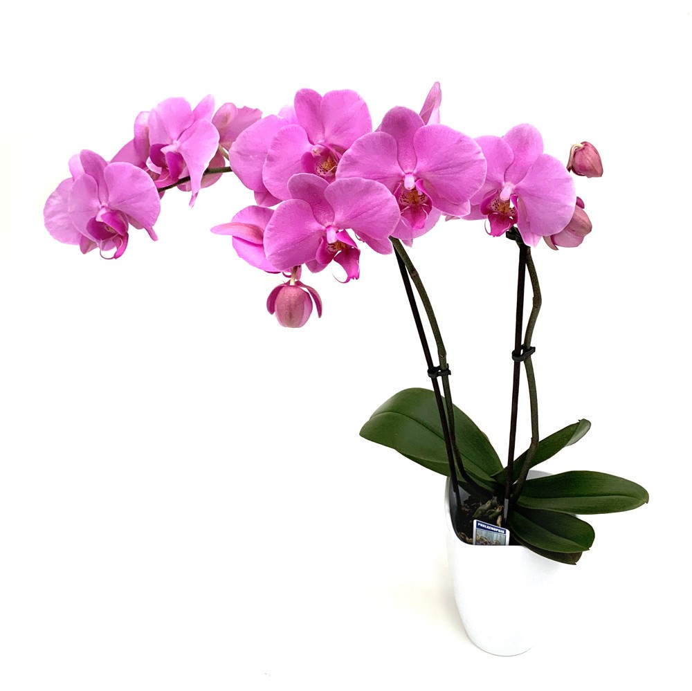 Orchidee 2 Blütentriebe Bild 1
