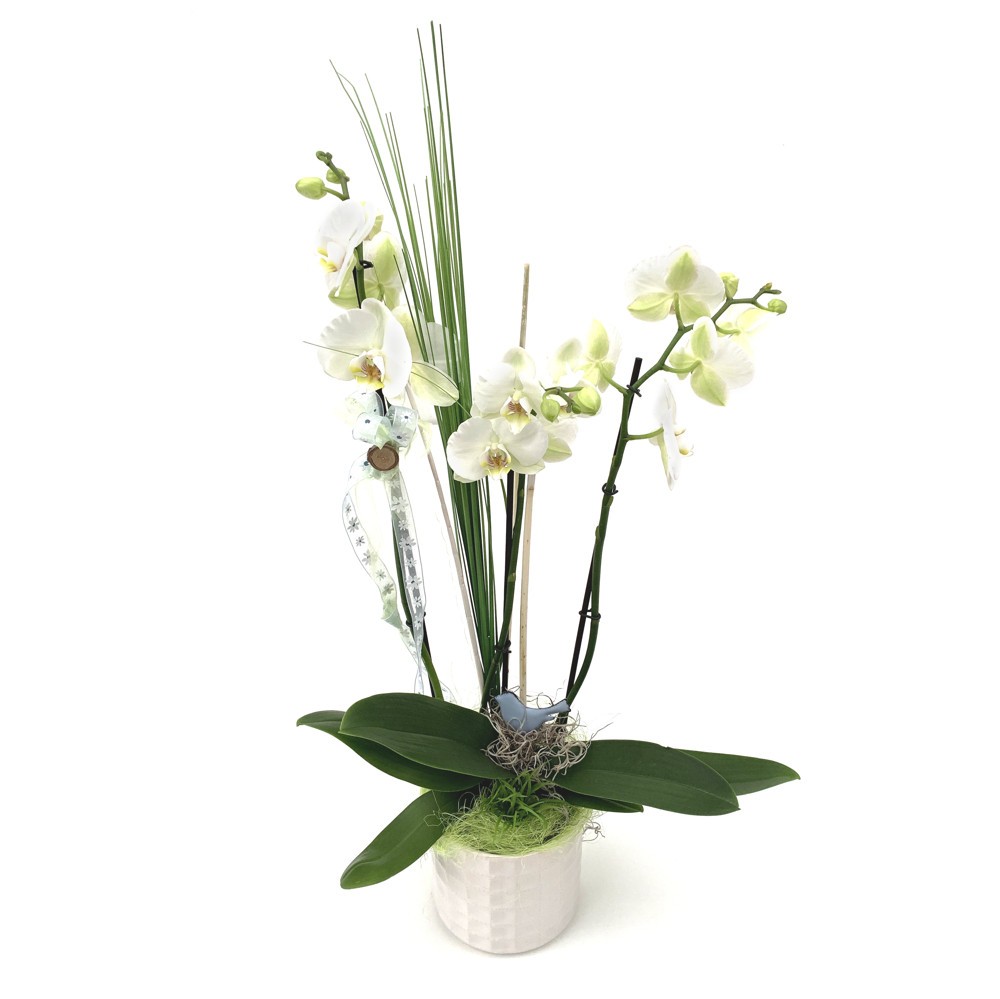 Orchidee,mehrtriebig, ausgeschmückt, im Keramiktopf Bild 1